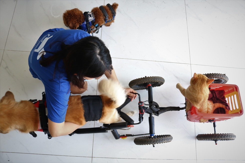 Cặp đôi vợ Việt chồng Tây làm xe lăn cho chó mèo khuyết tật ở Sài Gòn - Ảnh 5.