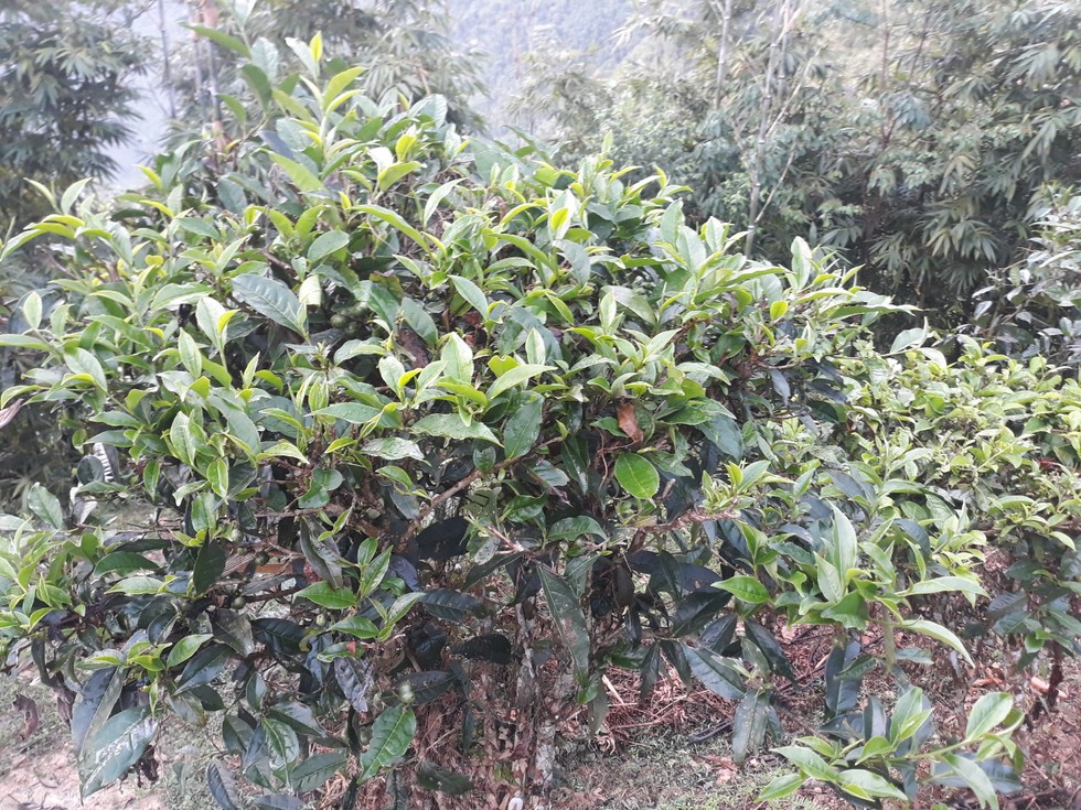 Bài tham dự cuộc thi Nhà tôi - Mái ấm: Ngôi nhà đó có gì khiến tôi mê đến vậy? - Ảnh 5. Bài tham dự cuộc thi Nhà tôi - Mái ấm: Ngôi nhà đó có gì khiến tôi mê đến vậy? - Ảnh 5.