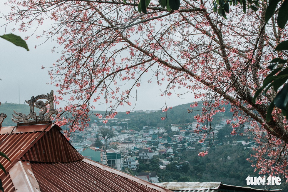 Mai anh đào đã nở khắp Đà Lạt