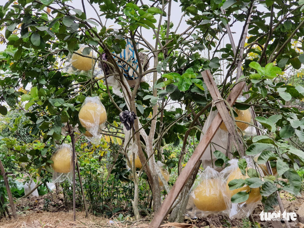 Feast your eyes on a giant giant grapefruit, worth a million dollars in Hai Phong - Photo 4.