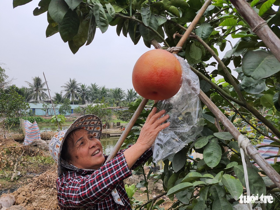 Mãn nhãn với bưởi siêu to khổng lồ, giá tiền triệu ở Hải Phòng - Ảnh 3.