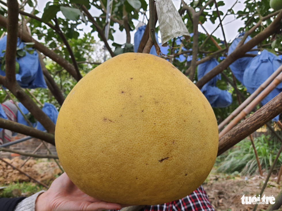 Feast your eyes on a giant giant grapefruit, worth a million dollars in Hai Phong - Photo 6.