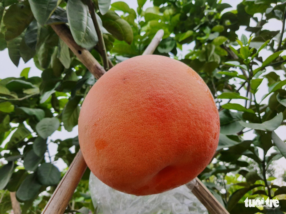 Feast your eyes on a giant giant grapefruit, worth a million dollars in Hai Phong - Photo 7.