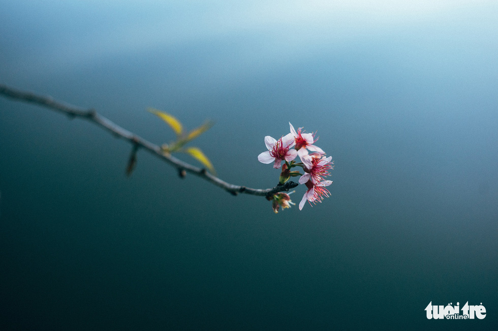 On New Year's Eve, cherry blossoms dye the city pink - Photo 8.