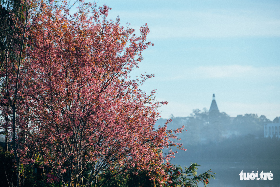 On Tet 29, the cherry blossoms dyed the city of sad pink - Photo 3.