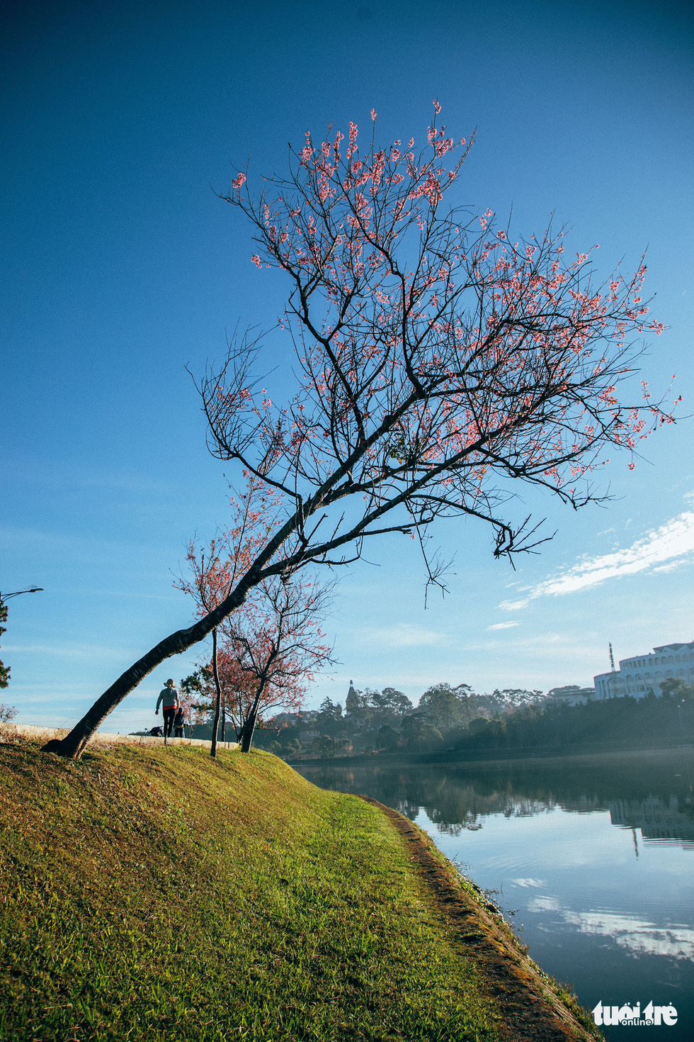 On New Year's Eve, cherry blossoms dyed the city of sad pink - Photo 7.