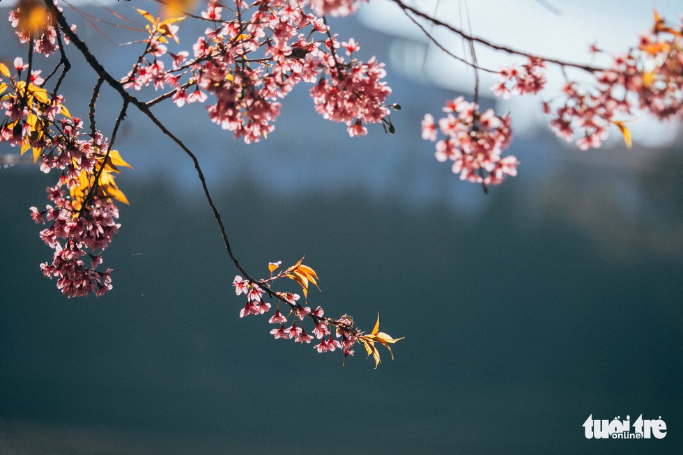 On Tet 29, cherry blossoms dyed the city of sad pink - Photo 6.