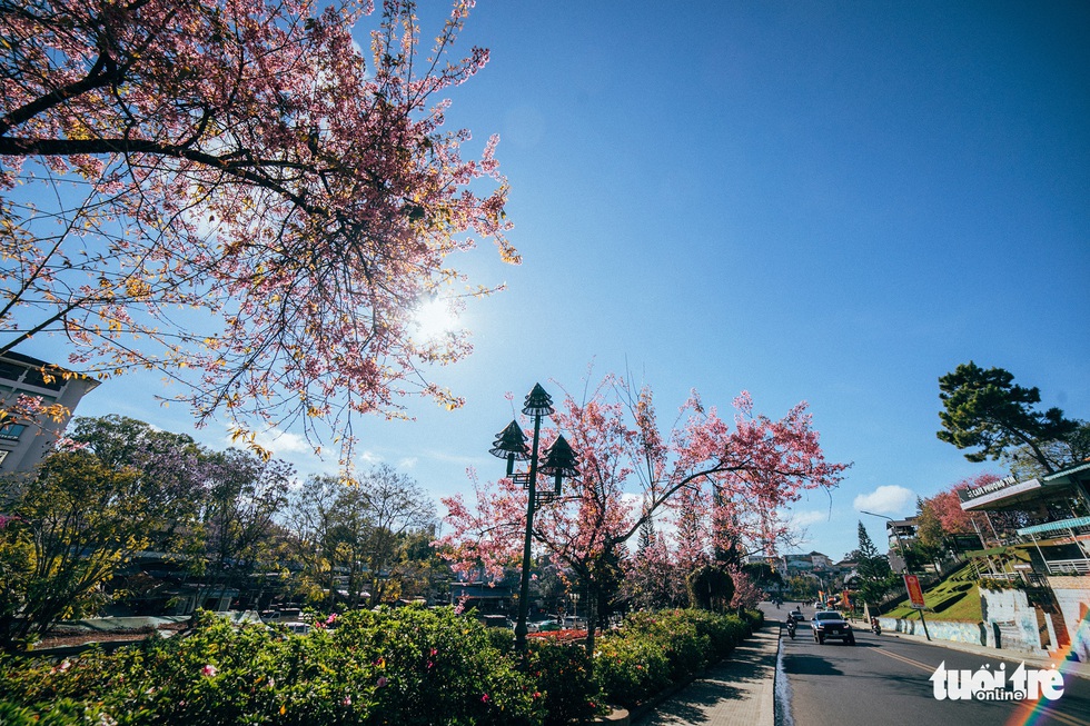 On Tet 29, cherry blossoms dyed the city of sad pink - Picture 1.