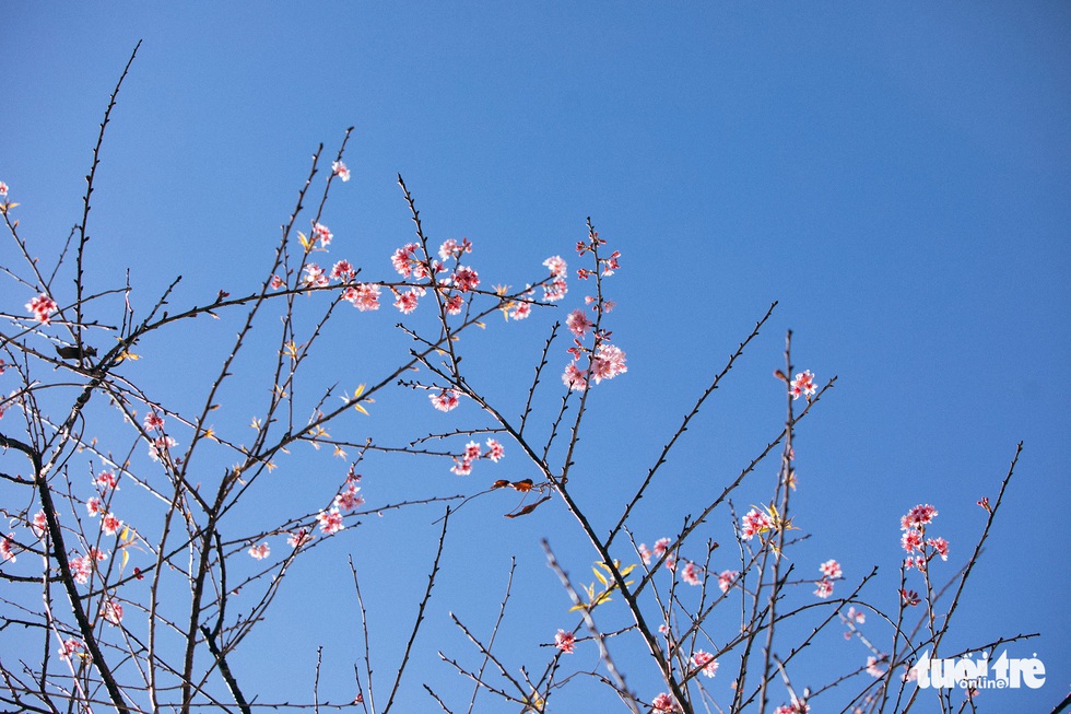 On New Year's Eve, cherry blossoms dye the city pink - Photo 5.