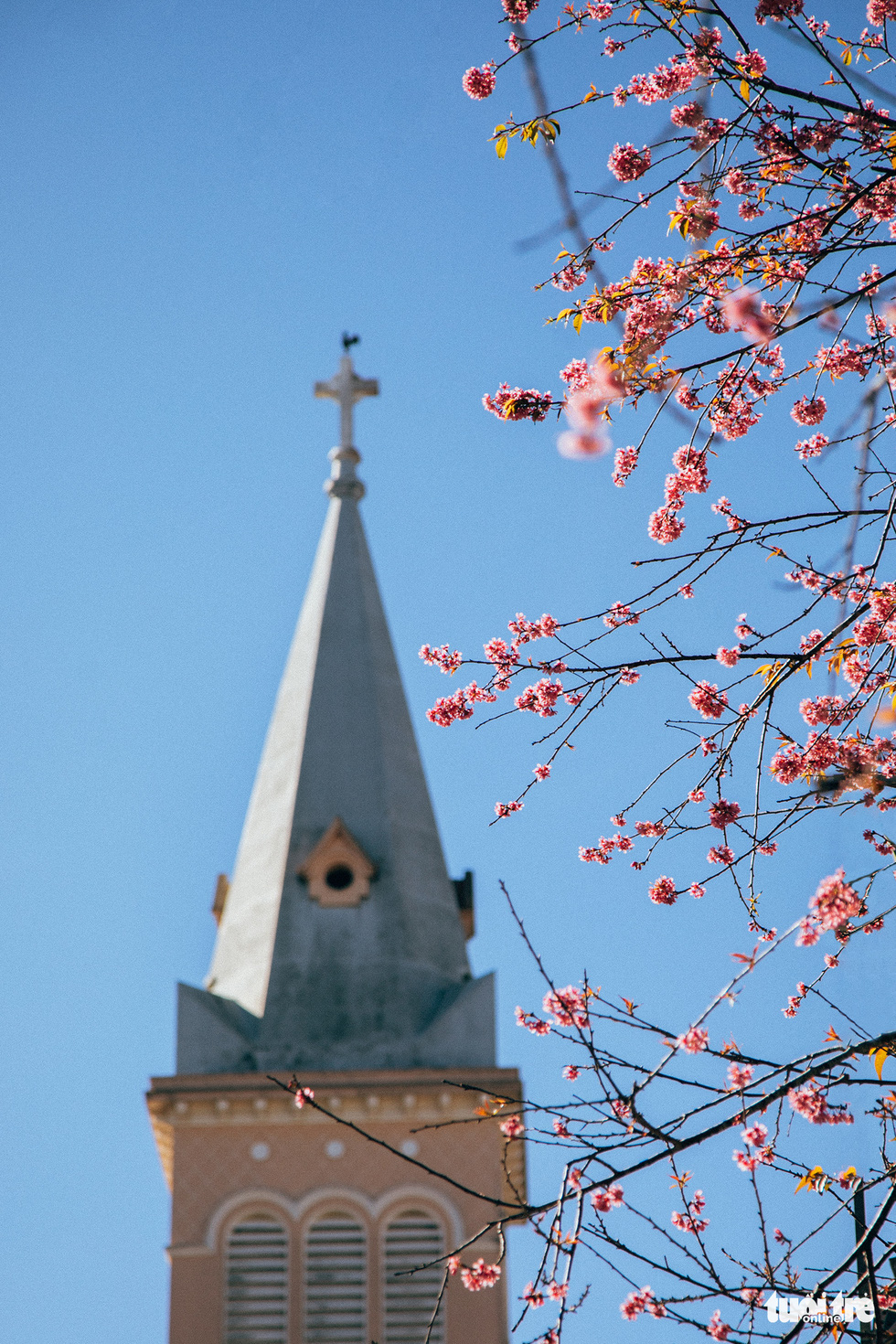 On Tet 29, the cherry blossoms dyed the city of sad pink - Photo 4.