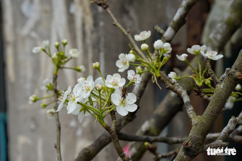 Dazedly at the white pear flowers down Hanoi city - Photo 9.