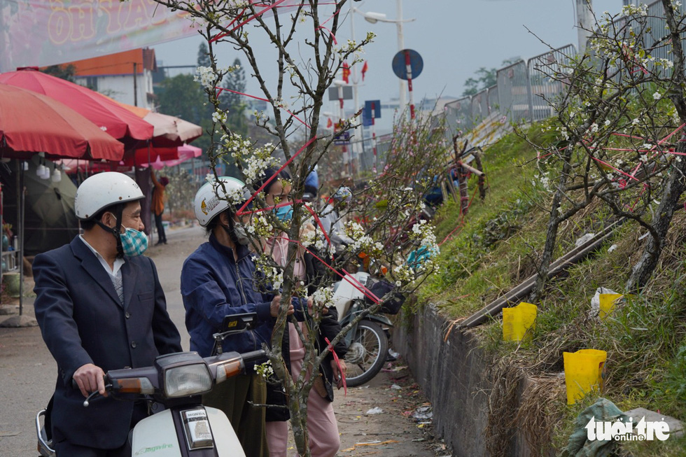 Dazedly at the white pear flowers down Hanoi city - Photo 2.