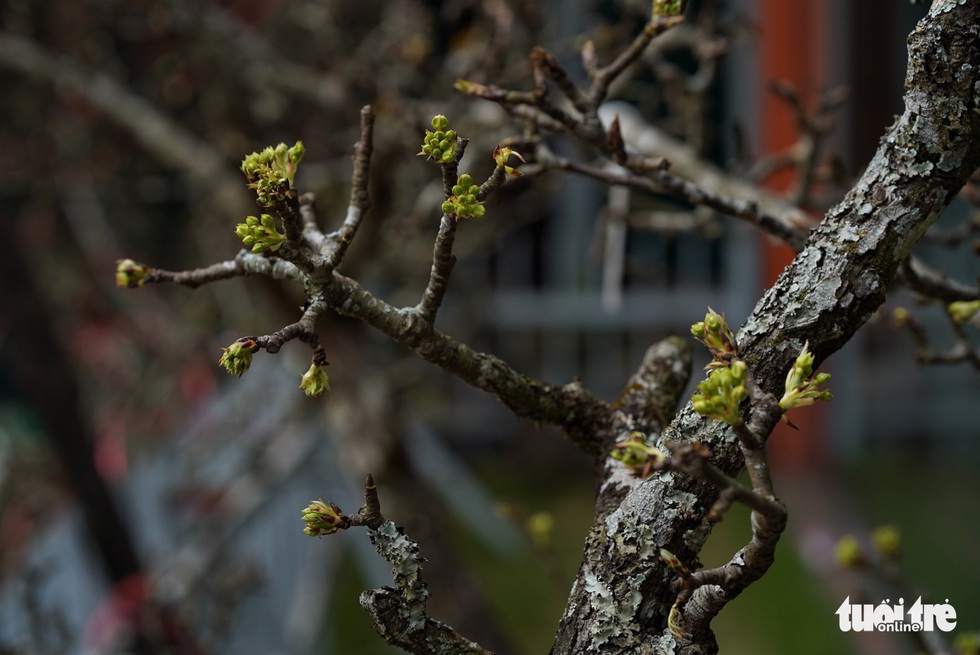 Dazedly at the white pear flowers down Hanoi city - Photo 5.