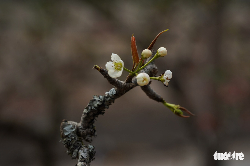 Dazedly at the white pear flowers down Hanoi city - Photo 6.