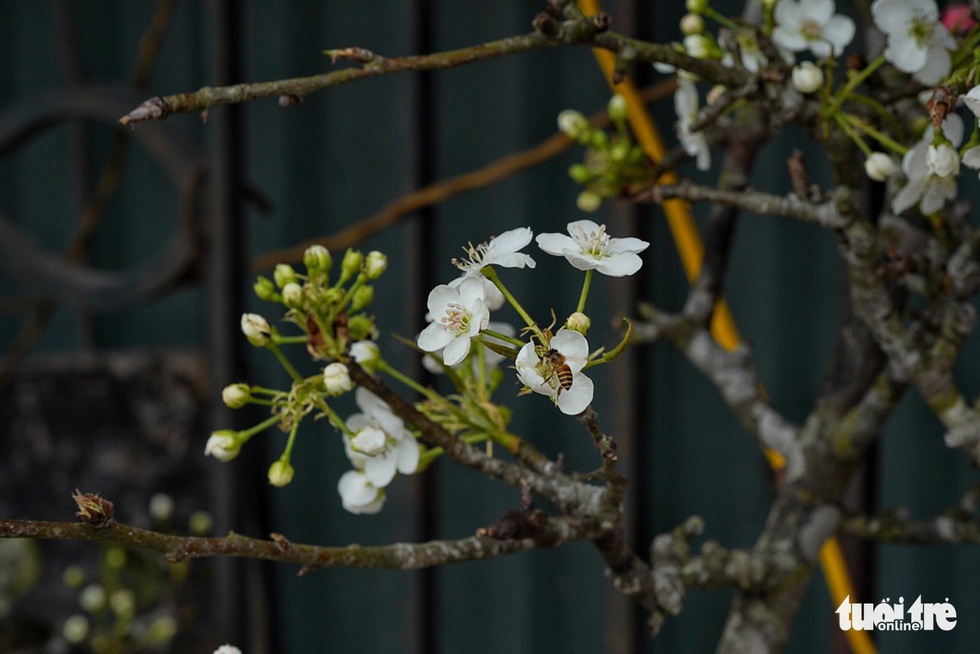 Dazedly at the white pear flowers down Hanoi city - Photo 1.