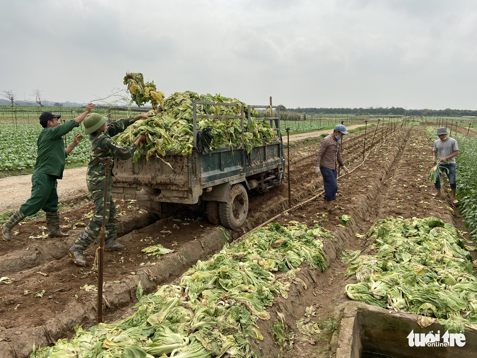 Bán không ai mua, nông dân chở cả ôtô rau đổ xuống sông Hồng - Ảnh 11.