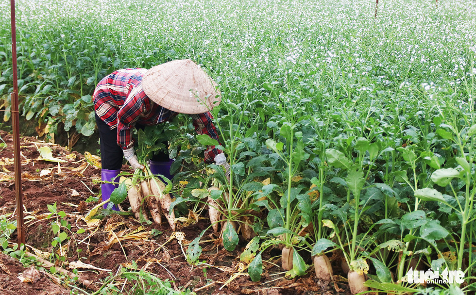 Nông sản hết cảnh đổ xuống sông Hồng nhưng khách mua trả tiền tùy tâm - Ảnh 3.