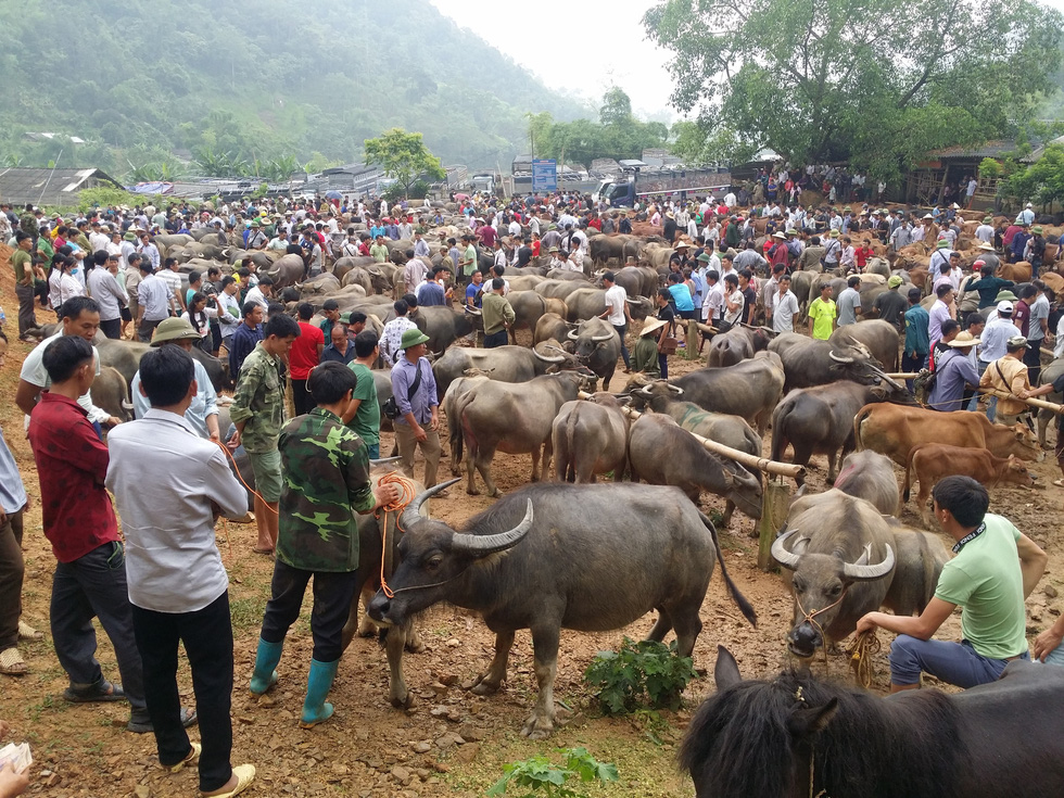 Year of the Ox, go to Nghi Loan buffalo market - Fair fair - Photo 1.