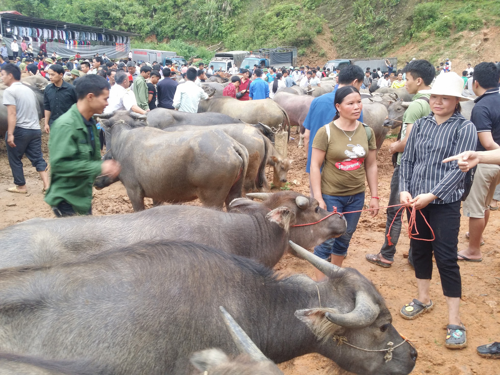 Year of the Ox, go to Nghi Loan buffalo market - Honest fair - Photo 2.