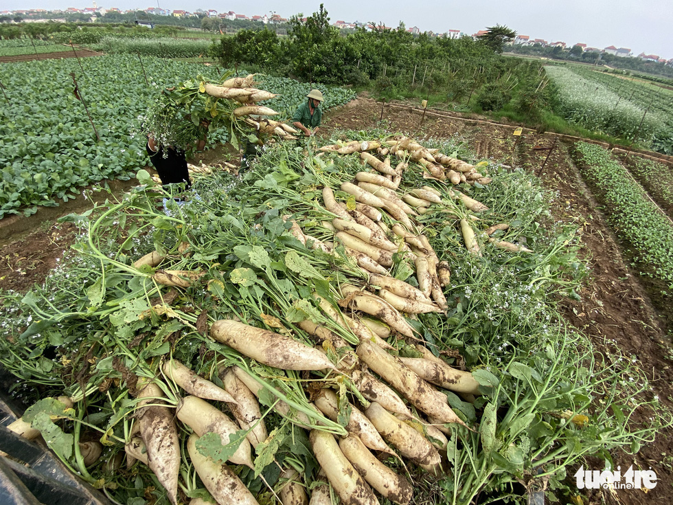 Củ cải làng trồng rau xã Tráng Việt tăng giá trở lại - Ảnh 3.