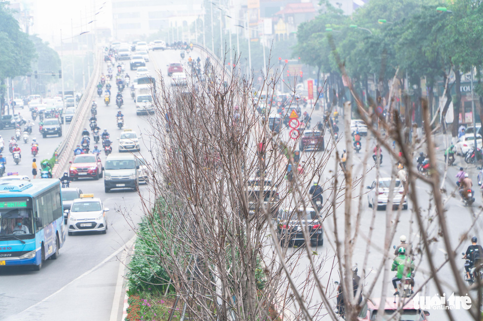 Cây phong lá đỏ ở Hà Nội không phù hợp nên chết khô là tất yếu - Ảnh 1.