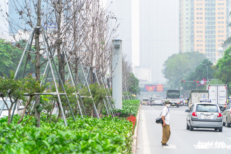 Cây phong lá đỏ ở Hà Nội không phù hợp nên chết khô là tất yếu - Ảnh 5.