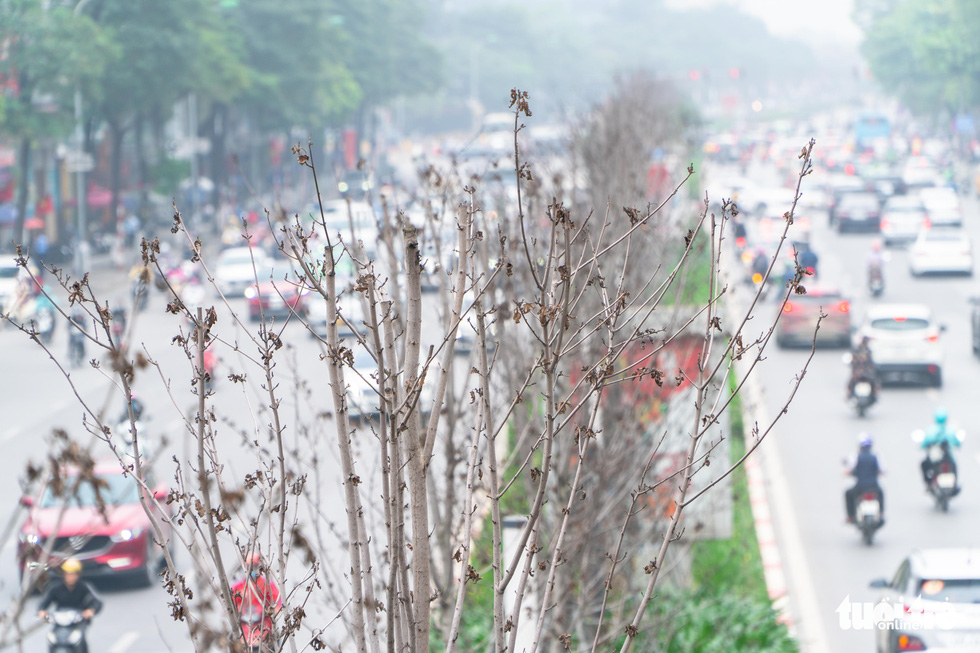 Hàng cây ở khu Ngoại giao đoàn là phong lá đỏ? - Ảnh 8.