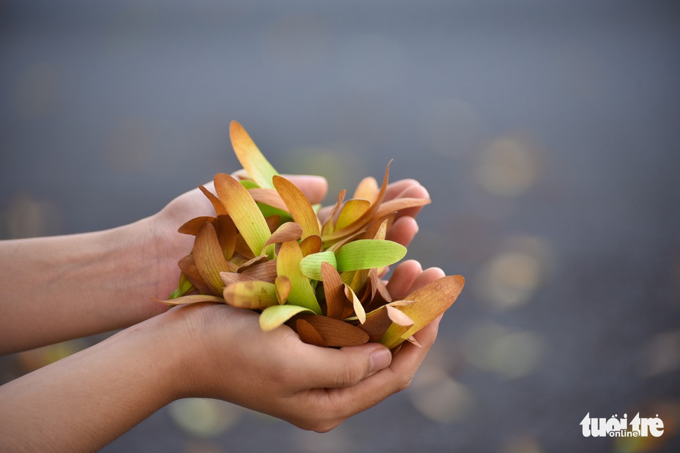 Chò nâu khoe sắc, xoay tít như chong chóng giữa Sài Gòn - Ảnh 1. Chò nâu khoe sắc, xoay tít như chong chóng giữa Sài Gòn - Ảnh 1.