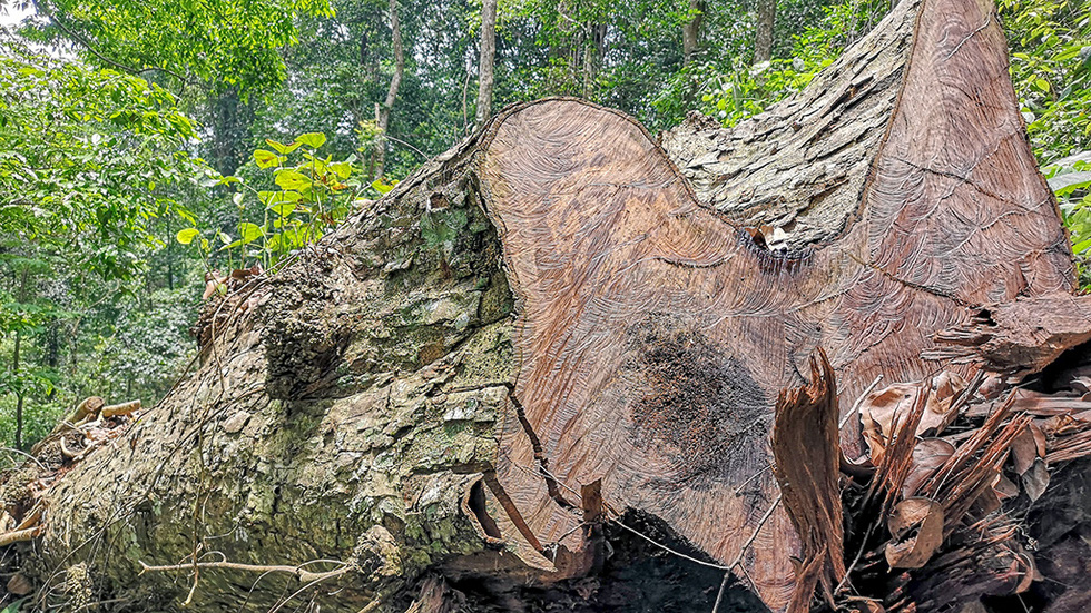 Chảy máu rừng đặc dụng Cham Chu: Tàn sát cổ thụ để lấy nu gỗ - Ảnh 2.