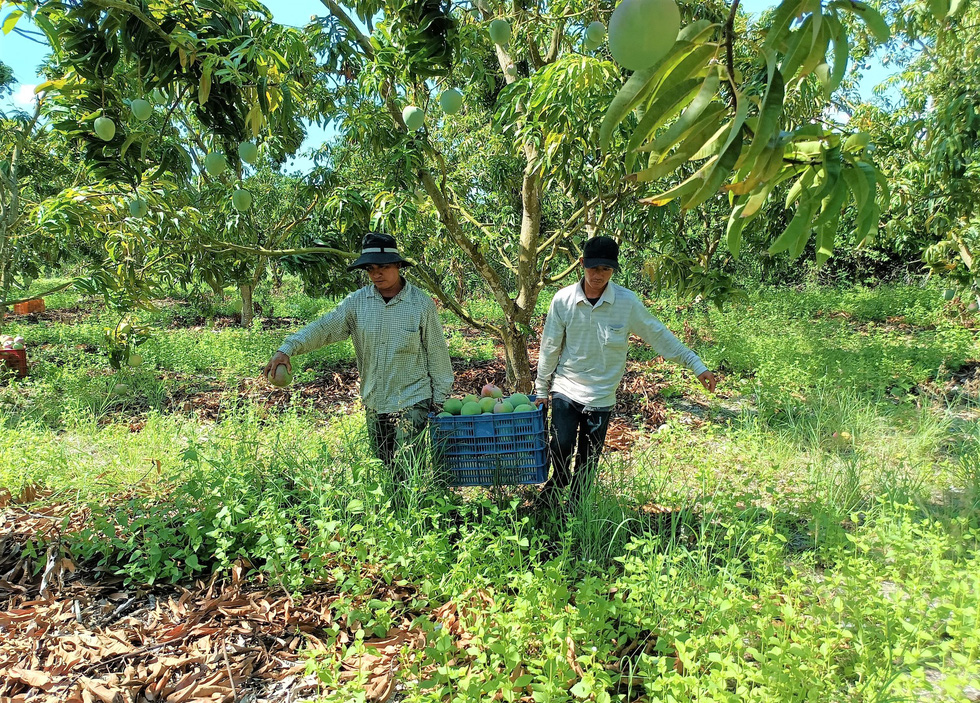 Xoài chín đầy cây vẫn không hái vì có hái cũng không biết bán đi đâu - Ảnh 3.