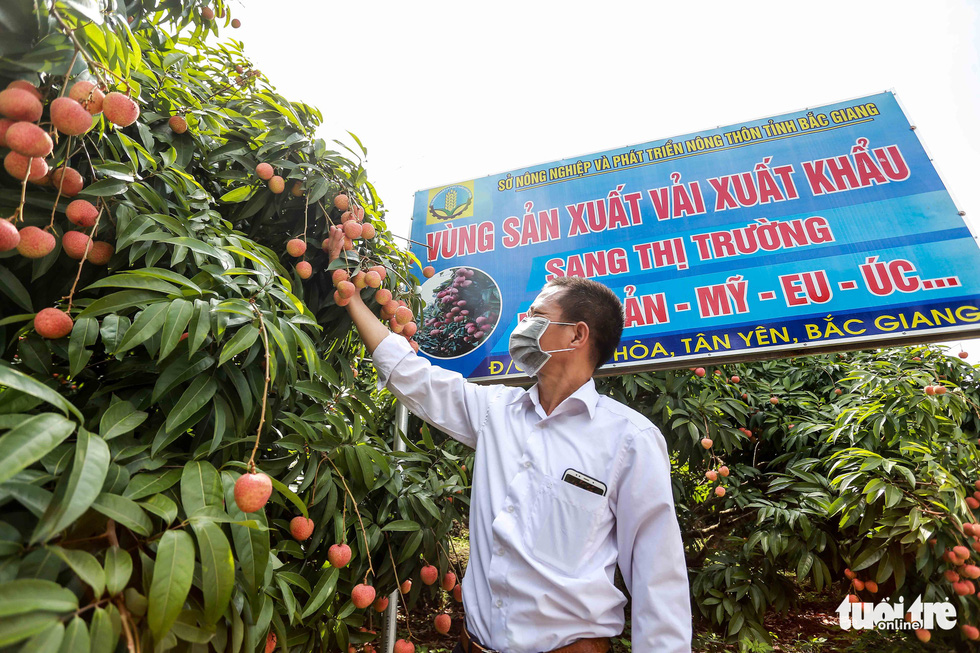 20 tấn vải thiều Bắc Giang lên đường sang Nhật - Ảnh 2.