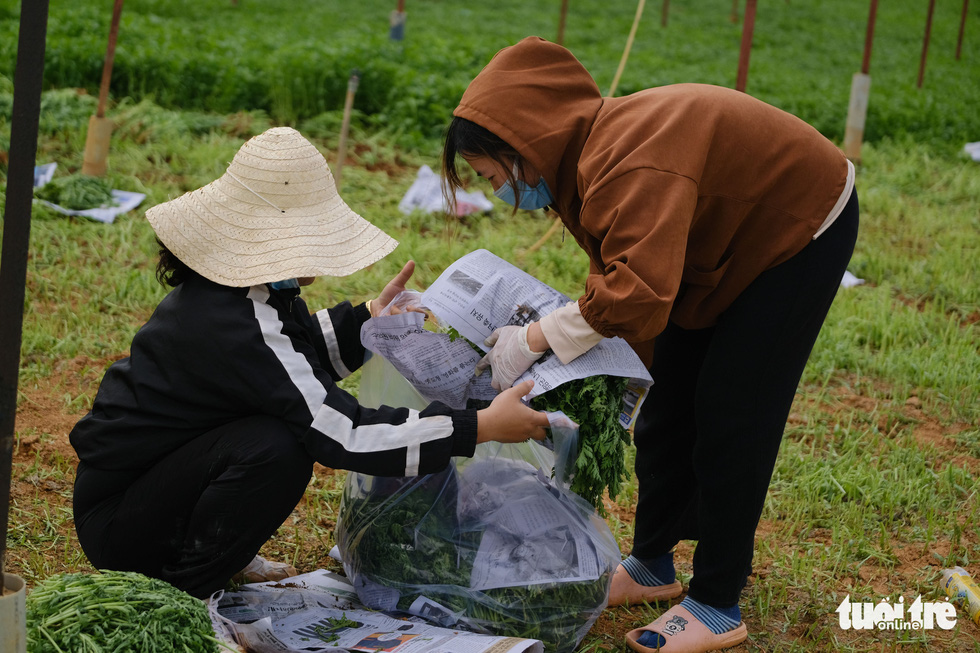 Người Đà Lạt hào phóng, tặng Sài Gòn nguyên vườn rau - Ảnh 2.