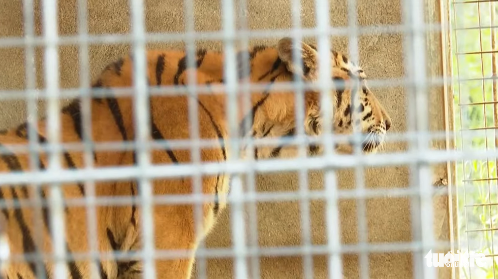 Cận cảnh 9 con hổ ở Nghệ An còn sống sau vụ ‘giải cứu’ - Ảnh 1.