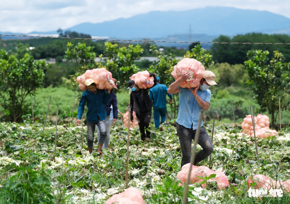 Lâm Đồng hào phóng, tặng rau nguyên vườn, chở rau bằng xe giường nằm máy lạnh đến TP.HCM - Ảnh 2.