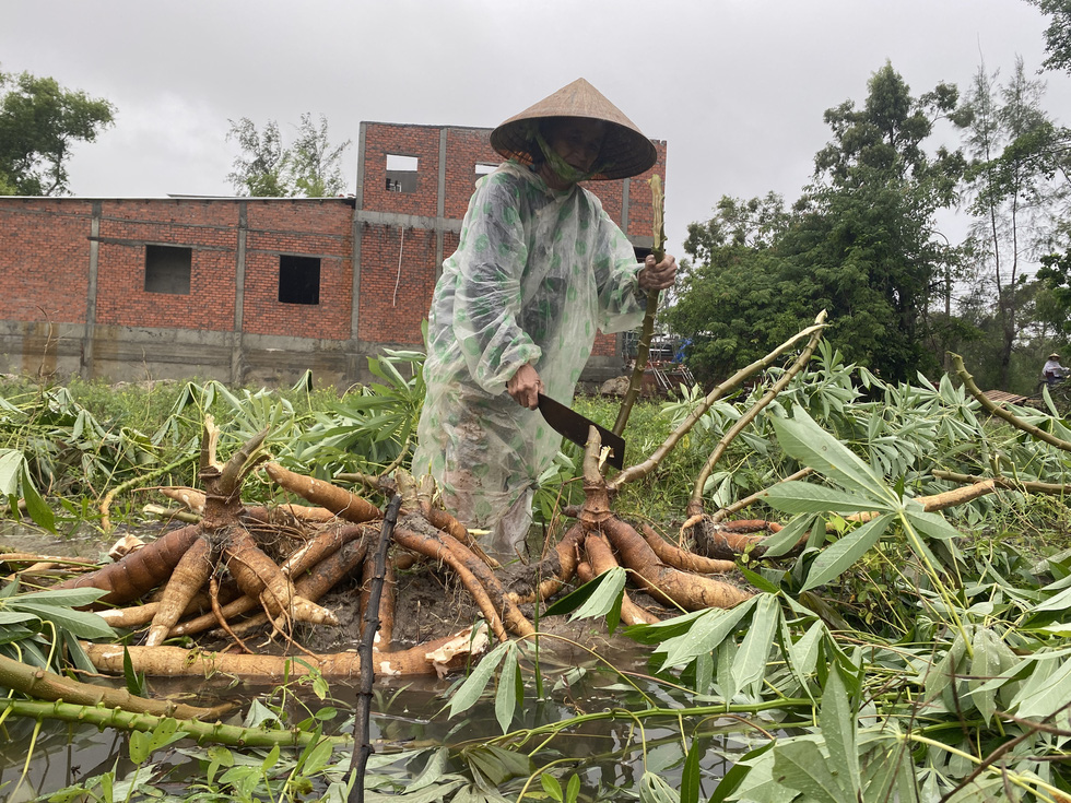 Nông dân Quảng Nam dầm mưa nhổ sắn ‘chạy bão’ - Ảnh 8.