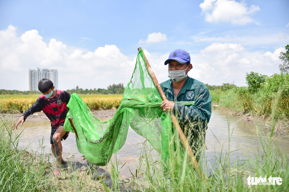 Gặt lúa, bắt cá mưu sinh giữa TP.HCM trong mùa dịch - Ảnh 11.