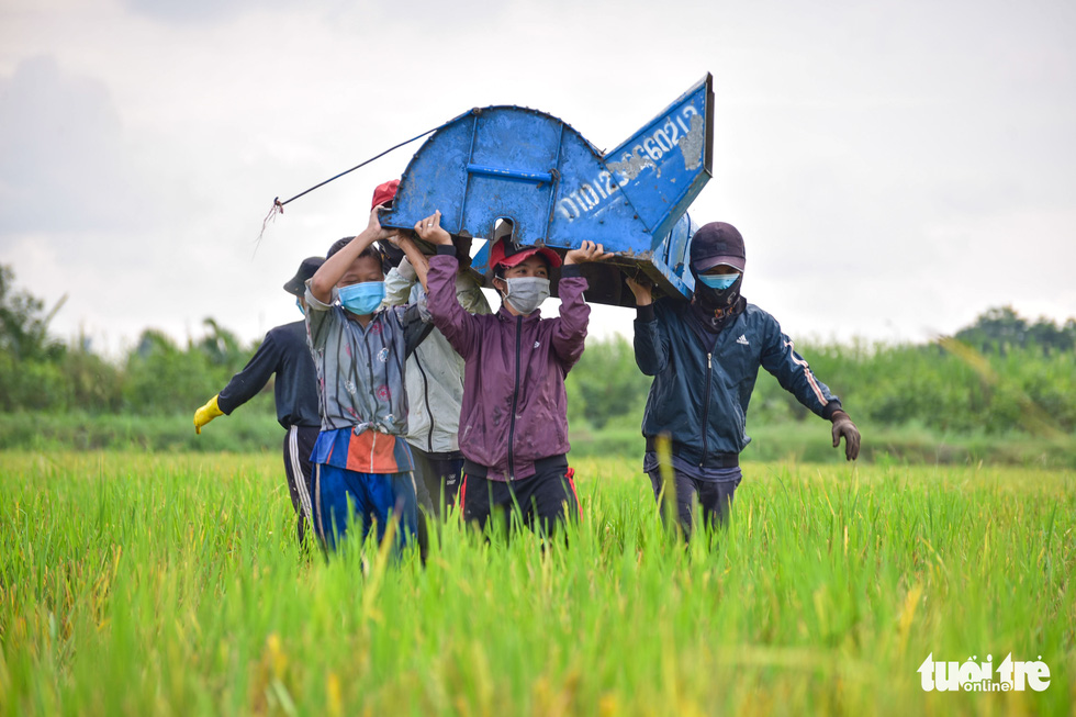 Gặt lúa, bắt cá mưu sinh giữa TP.HCM trong mùa dịch - Ảnh 5.