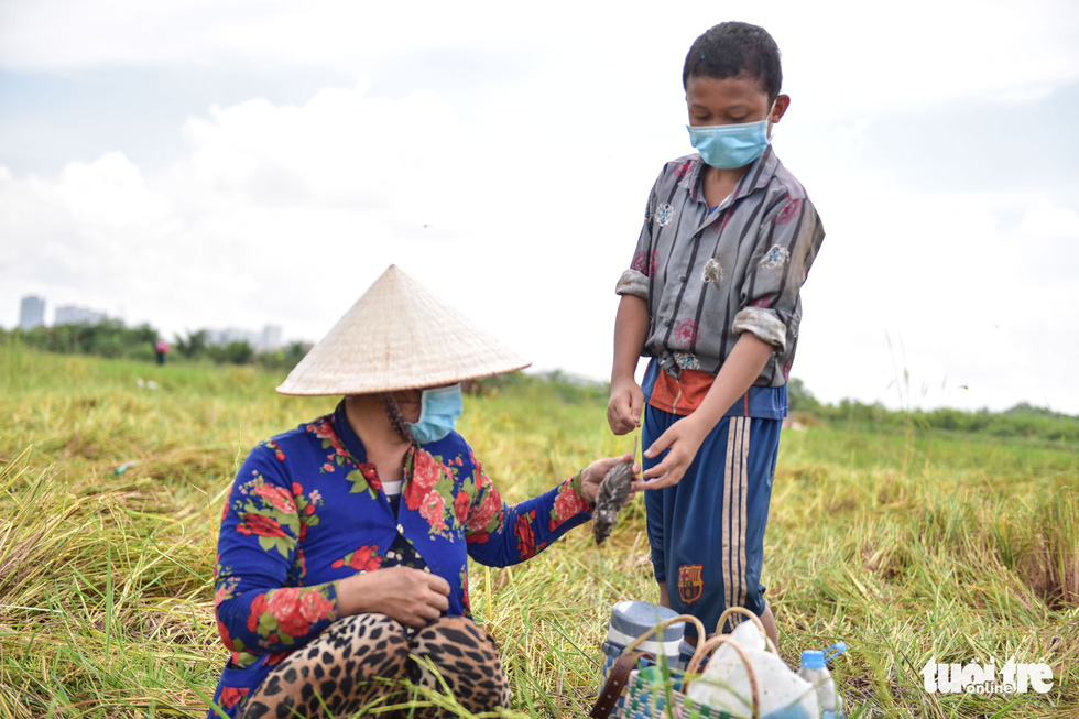 Gặt lúa, bắt cá mưu sinh giữa TP.HCM trong mùa dịch - Ảnh 10.