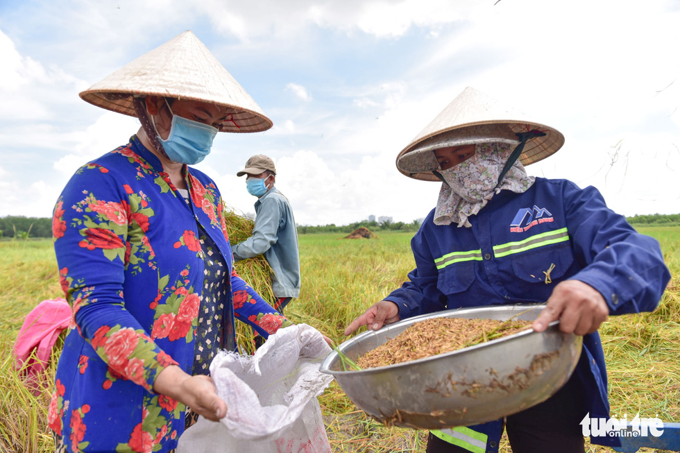 Gặt lúa, bắt cá mưu sinh giữa TP.HCM trong mùa dịch - Ảnh 6.