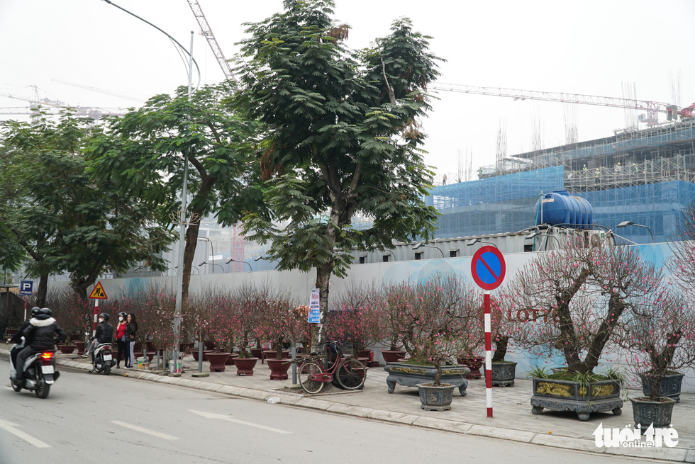 Đào hoa đã ngập phố Hà Nội, 10 người bán 1 người mua - Ảnh 2.