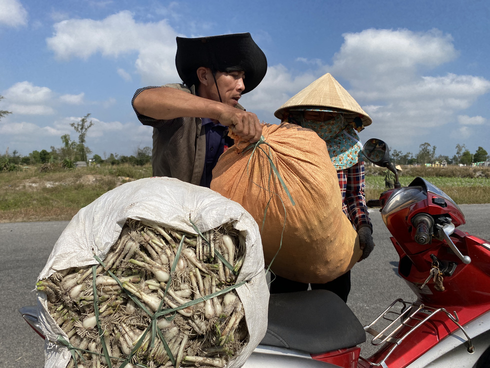 Kiệu Tết tăng giá, nông dân cười tươi như hoa - Ảnh 6.