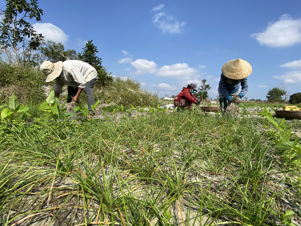 Kiệu Tết tăng giá, nông dân cười tươi như hoa - Ảnh 2.