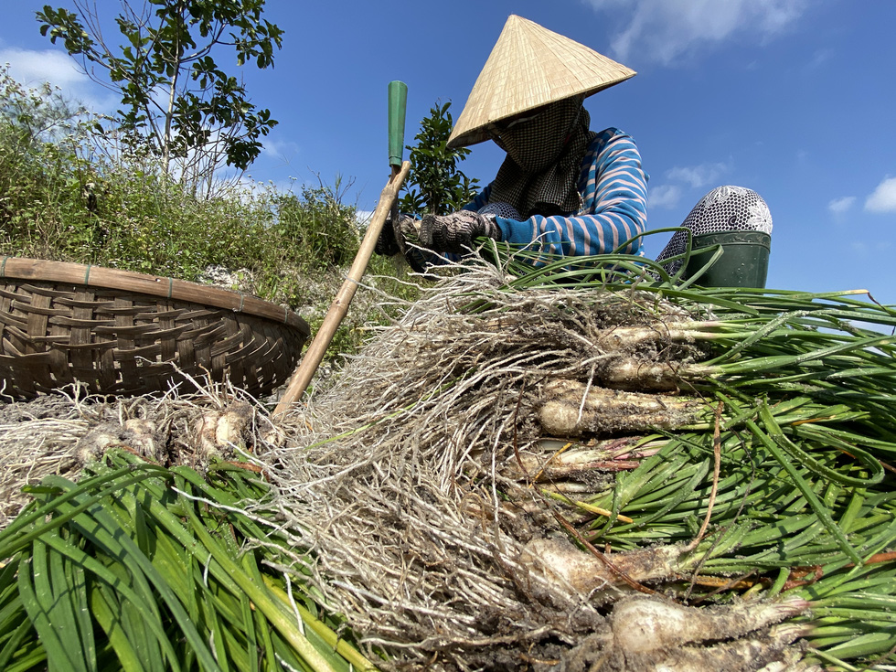 Kiệu Tết tăng giá, nông dân cười tươi như hoa - Ảnh 4.