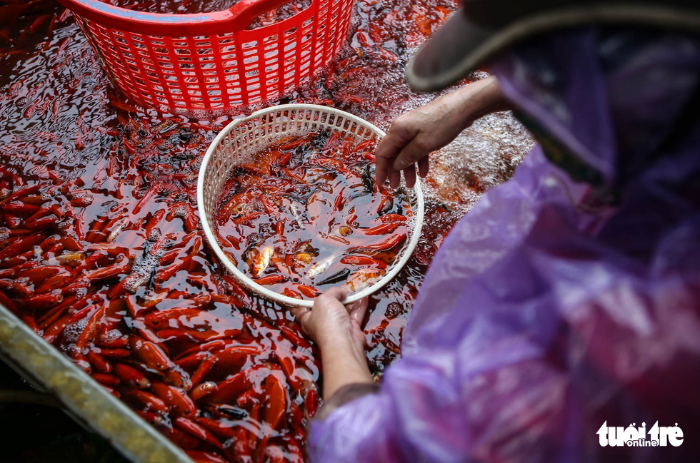 Cá chép cõng ông Công ông Táo đẹp mã, nhiều người mua sớm để có cá tuyệt phẩm - Ảnh 4.