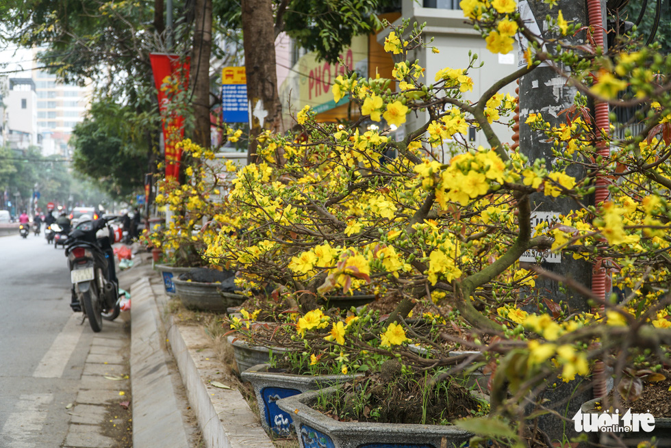 Mai Tết ở Hà Nội chưa năm nào vắng khách như năm nay, người bán lo lỗ - Ảnh 2.