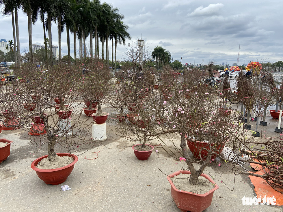  Các điểm bán đào, quất, lan... ở Hà Nội ế khách, hoa bó đắt hàng - Ảnh 2.