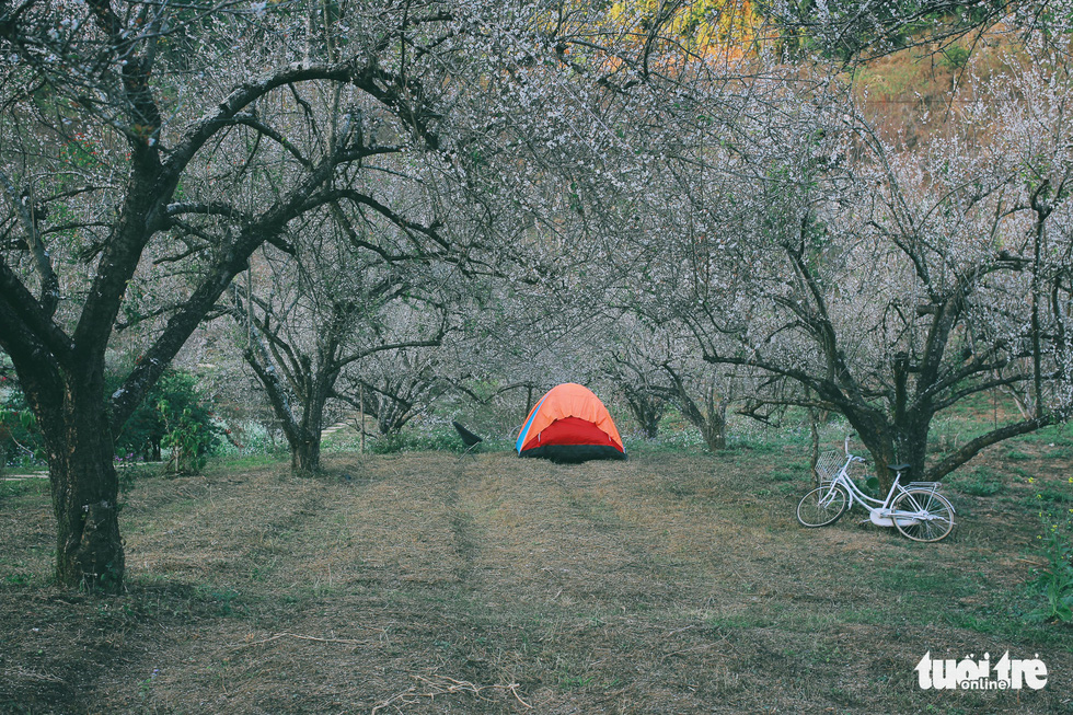 See the beautiful valley of apricot forest 'falling in love' with people in Moc Chau - Photo 3.