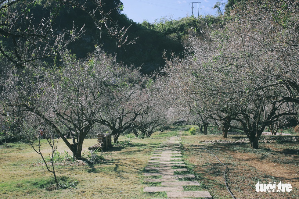 See the beautiful valley of apricot forest 'falling in love' with people in Moc Chau - Photo 6.