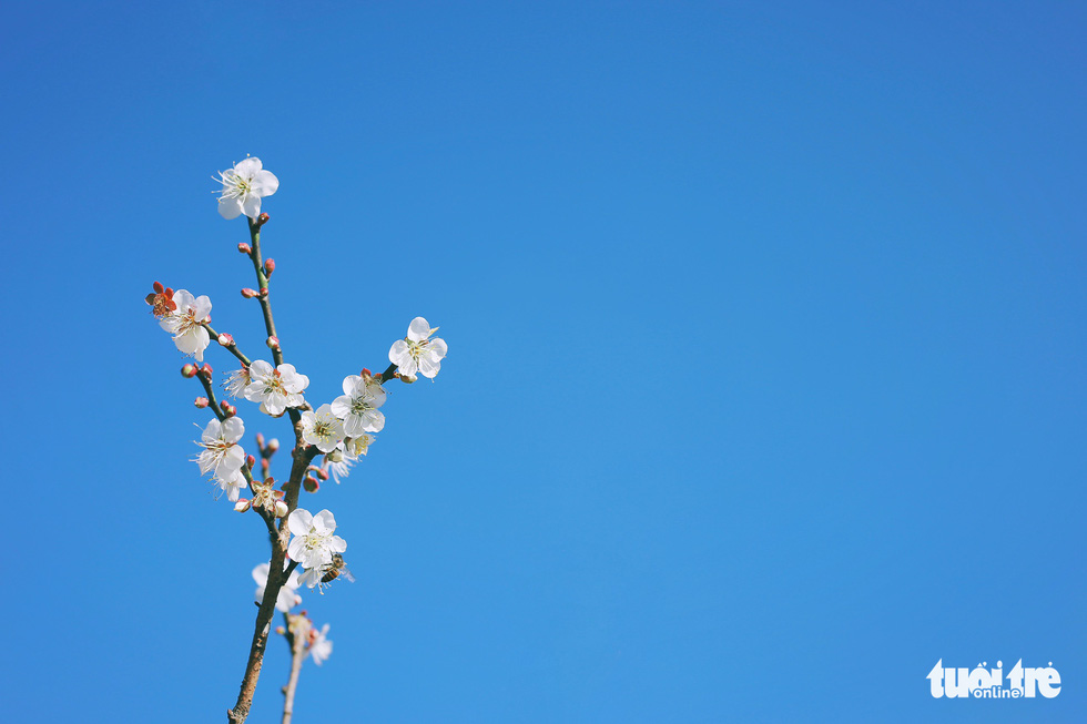 See the beautiful valley of apricot forest 'falling in love' with people in Moc Chau - Photo 8.