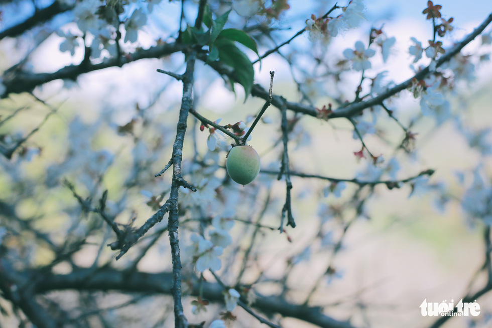 See the beautiful valley of apricot forest 'falling in love' with people in Moc Chau - Photo 9.